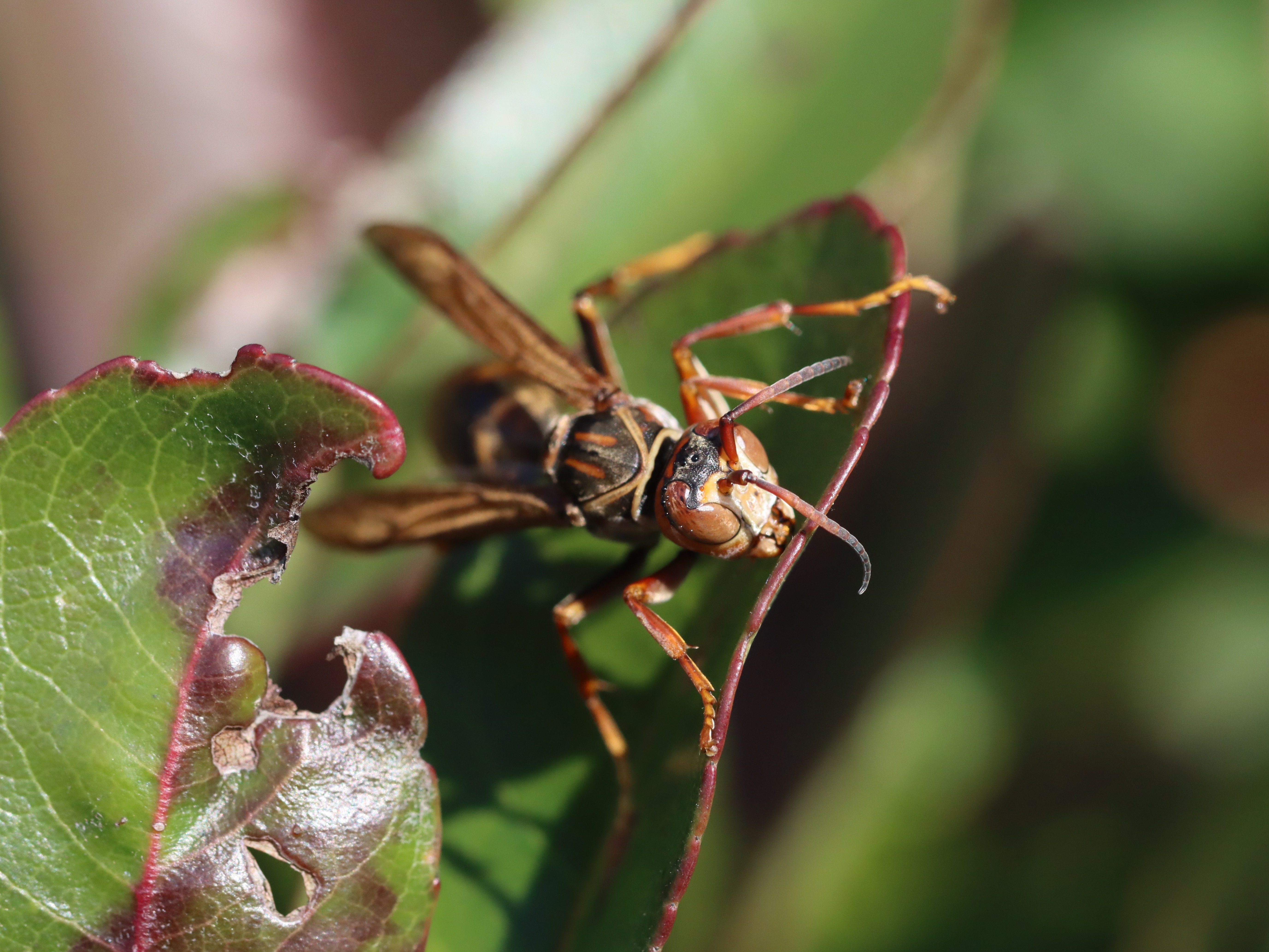 セグロアシナガバチ２